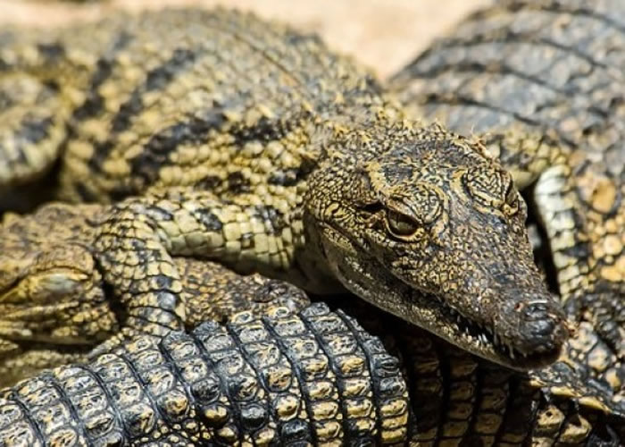 �о�ָ�����С�������˯�ߡ���˯��������˯��ʱֻ�ۿ�ֻ�۱գ�Ŀ�������Σ�ա�