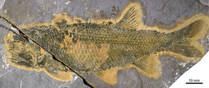 ��ˮ���ױ�����������걾�� (���Թ�ͼ��