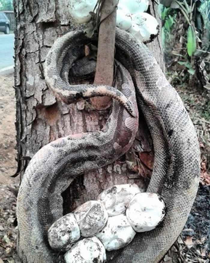 ӡ�������޵���������ɭ�ִ�� ĸ���ߴ�һ���ߵ��������������