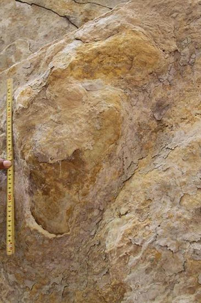 大型剑龙类化石