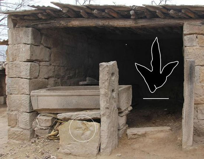 羊圈挡板上的足迹化石