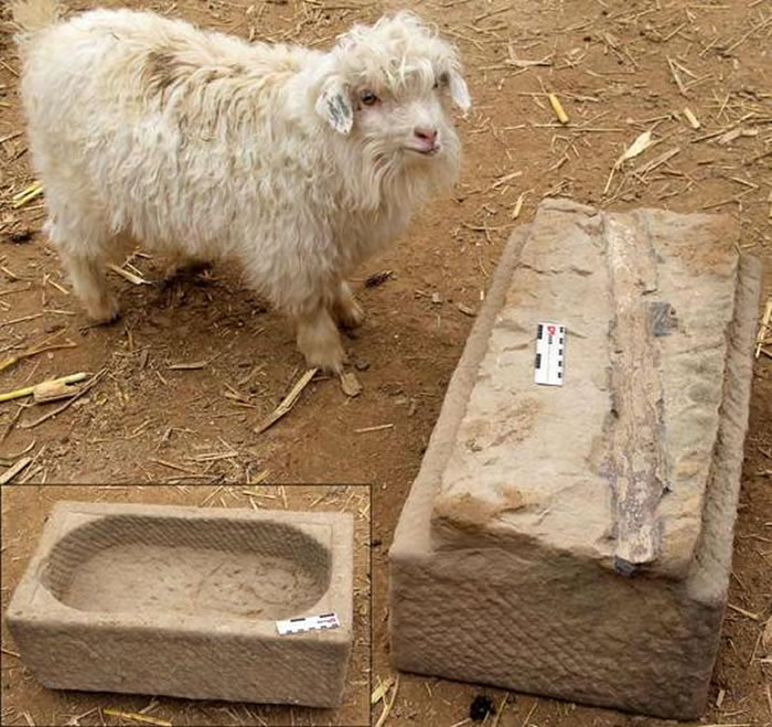 食槽底部的木化石印痕