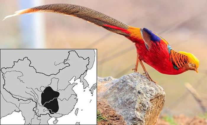 红腹锦鸡-摄影傅聪