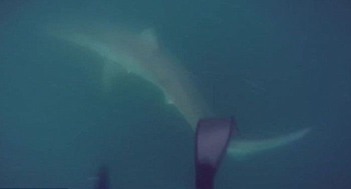 南非渔民潜水找寻岩礁鱼时遭到大白鲨追逐攻击