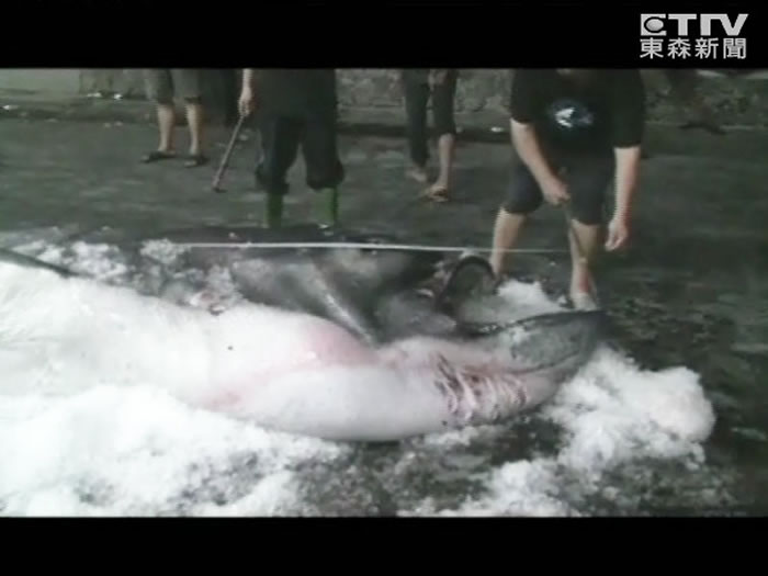 台东在2012年捕获巨口鲨