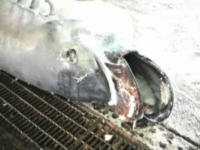 全球捕获107尾巨口鲨 台湾东部海域就占40尾