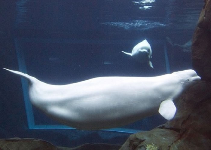 ����˹����Ȥ�¿ɰ�