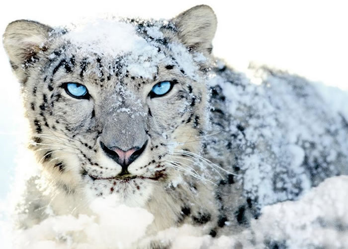 雪豹是罕有的动物,数量不足令它们有机会绝种。