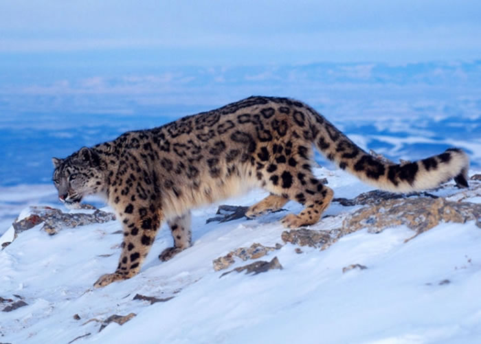 报告呼吁国际社会保护雪豹