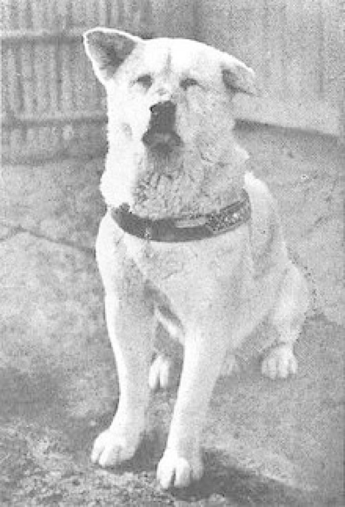 �˹��Ĺ��¹�Ϊ����