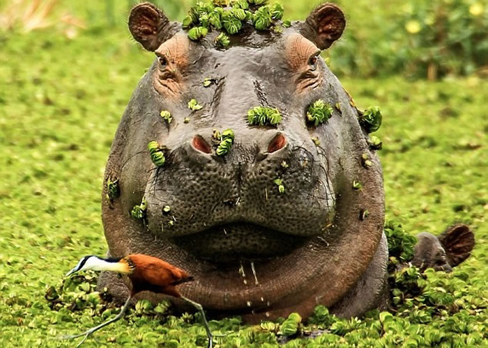 ˮ�񱻺����ŵü�����������