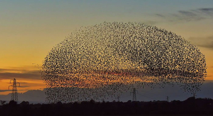 英国卡莱尔市区上空近日出现成千上万只八哥鸟集体迁徙的自然景象