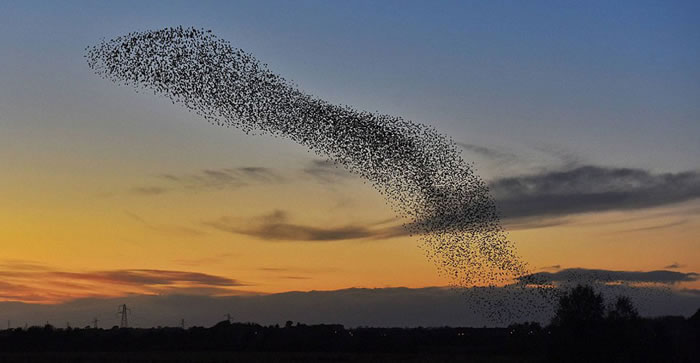 它们成群结队地在天空中飞上扑下,不断变化队形。