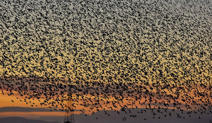 八哥们集体迁徙是为了抵御“外敌侵略”同时集群取暖