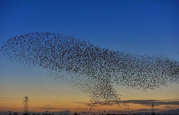 天空中黑压压的一片,遮天蔽日。