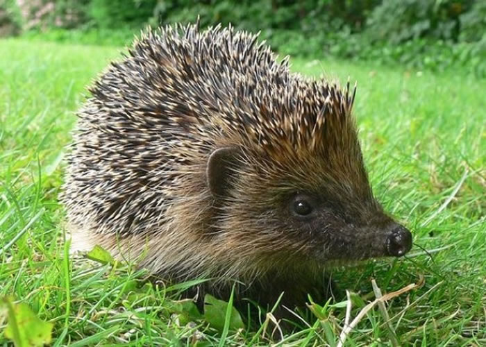 Ӣ��ר��ָҰ����⬻����10���ھ���Ӣ��