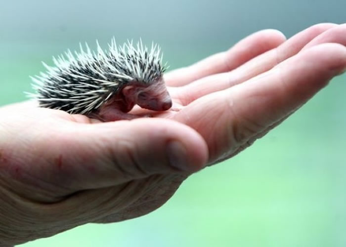 ����������ʿ�Ὣ200ֻҰ����⬱��������о�������