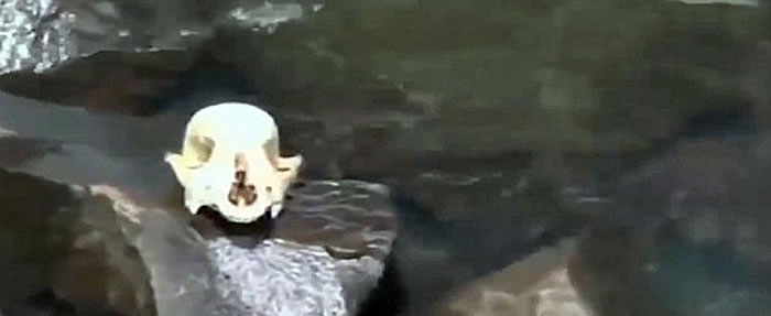 ����-�������������ӽ�����ʬ���ˮ�д����������Թ�ר�Ҽ�顣