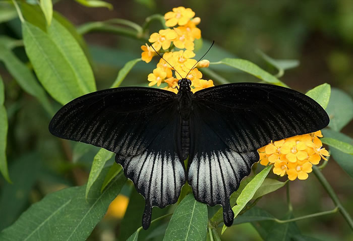 ���Ե�������ĳ��Ϊ��ɫ