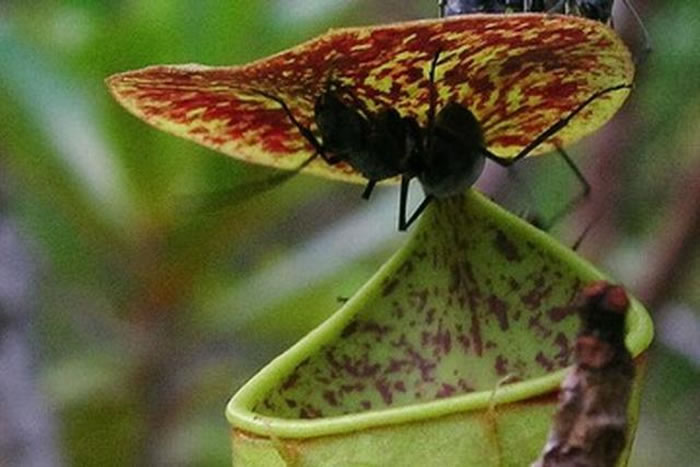 最新研究显示,植物也是处于运动之中,小猪笼草会巧妙地利用雨滴,将落在盖状结构之下的昆虫弹入“陷阱水壶”中