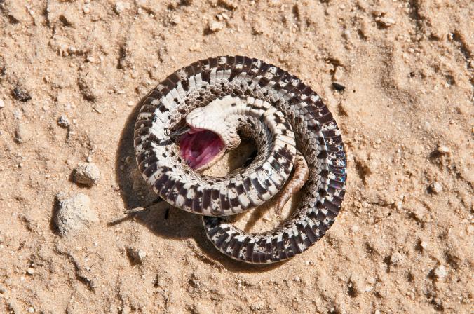 һֻ�ϲ�����������װ��������������װ��ʱ����ڶ���� Photograph by David M. Dennis, Animals Animals/Earth