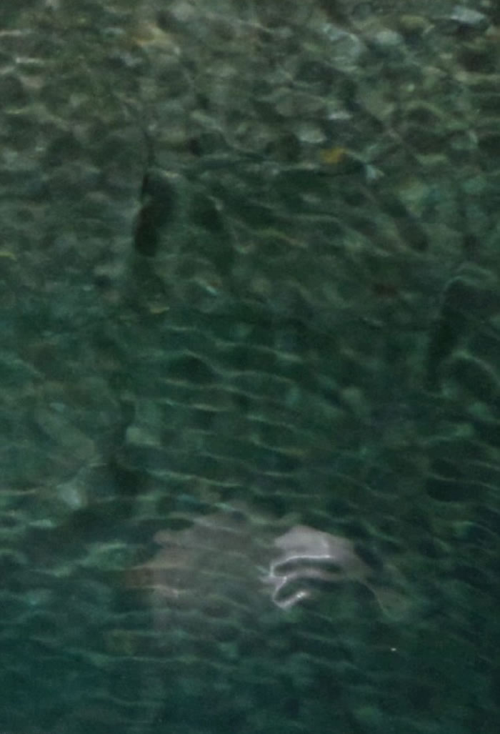 ��ʱ���޲�ɭֻרע�����㺣������δע�⵽��һ�����û��