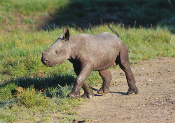 小黑犀牛目前尚未命名,但已经开始跟着妈妈探索世界。