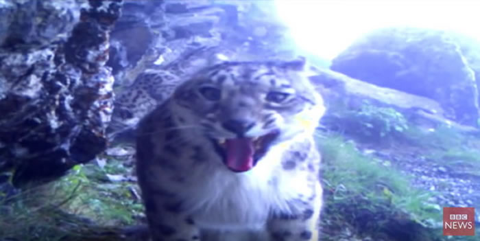 喜玛拉雅山雪豹发现被偷拍怒打摄影机