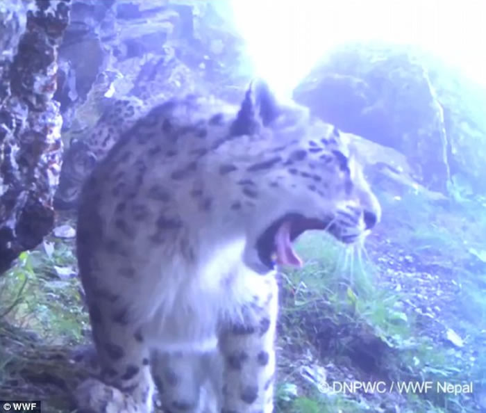 喜玛拉雅山雪豹发现被偷拍怒打摄影机