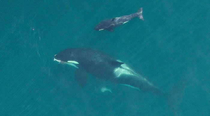杀人鲸妈妈与出生仅数天的鲸鱼幼崽畅泳