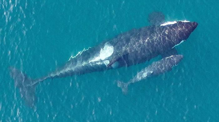 杀人鲸母子待在一起,场面温馨。