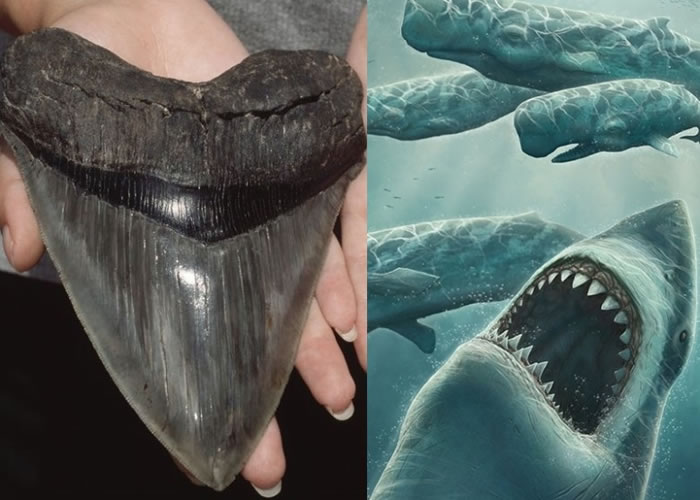 ������������һ����̲�ϳ���һֻ���ƴ�С�ľ޳��軯ʯ����