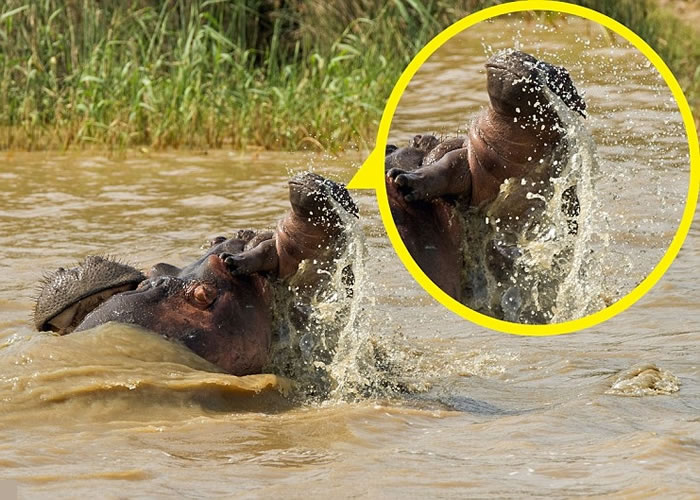 河马妈妈大战满怀恶意的雄性河马,小河马(黄圈)惨成夹心人。