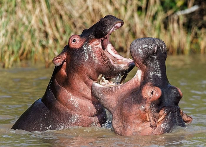 两只河马张开血盆大口搏斗