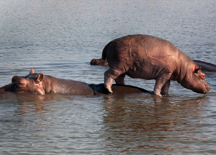 河马妈妈让孩子站在自己背上