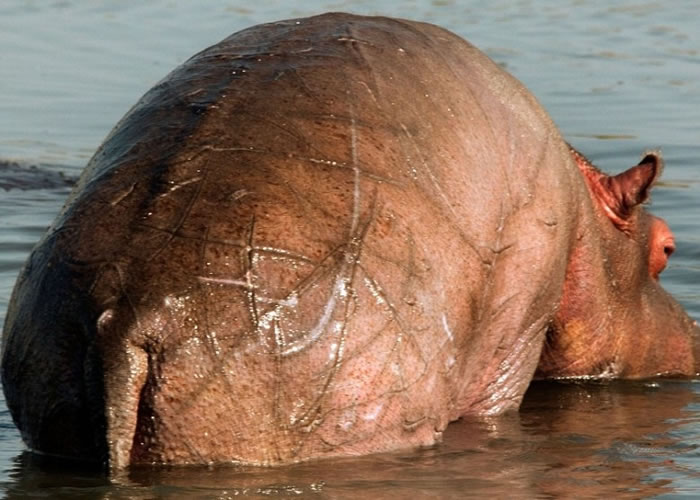 小河马身上留下不少伤痕