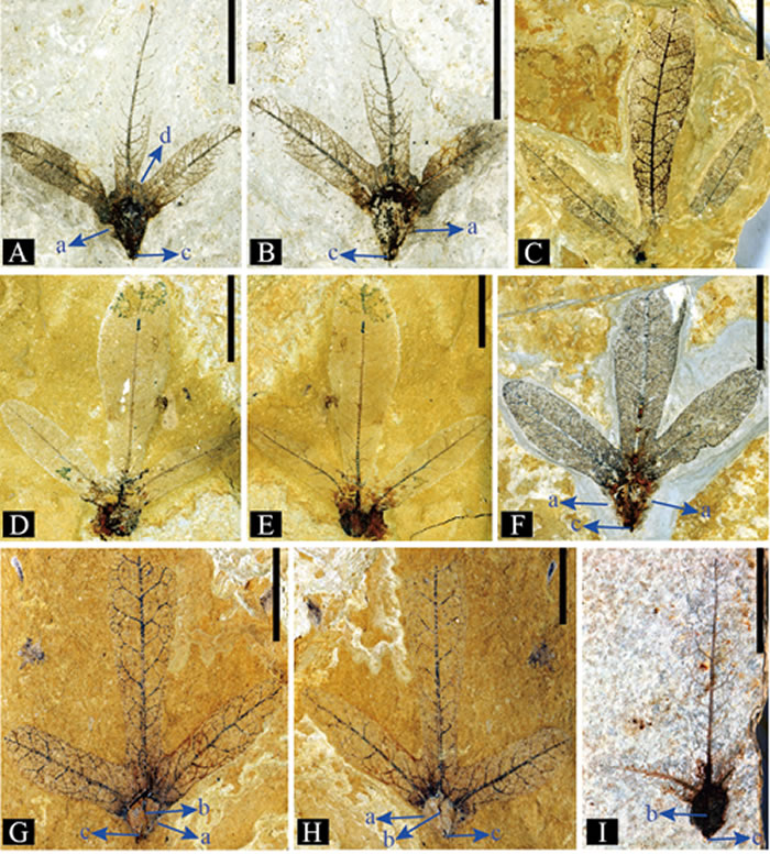 ͼ1����ɽ���ֵĸ�ë����(Palaeocarya hispida )��ʯ