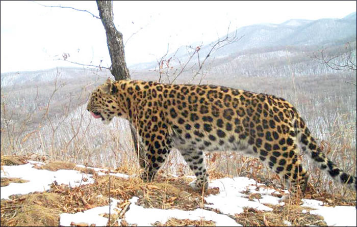 俄罗斯东南部一只濒危远东豹被汽车撞倒 - 神秘