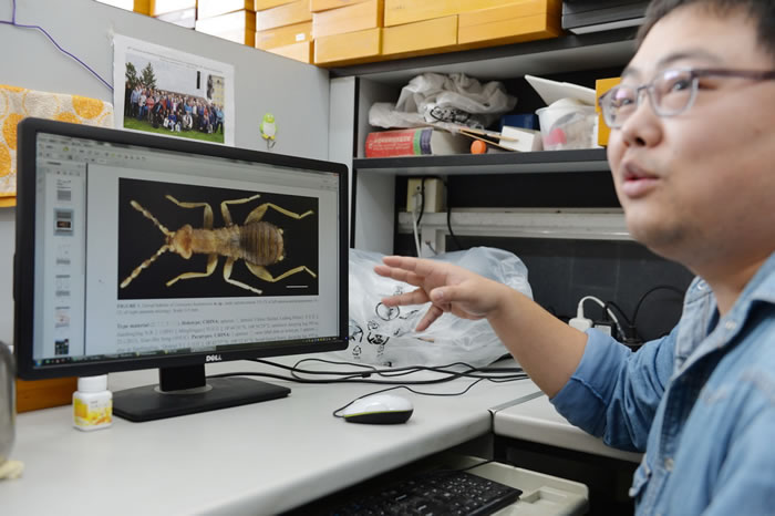 海南省雨林一块朽木中发现新品种缺翅目昆虫——海南缺翅虫