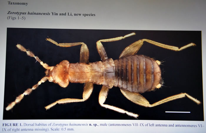 海南省雨林一块朽木中发现新品种缺翅目昆虫——海南缺翅虫