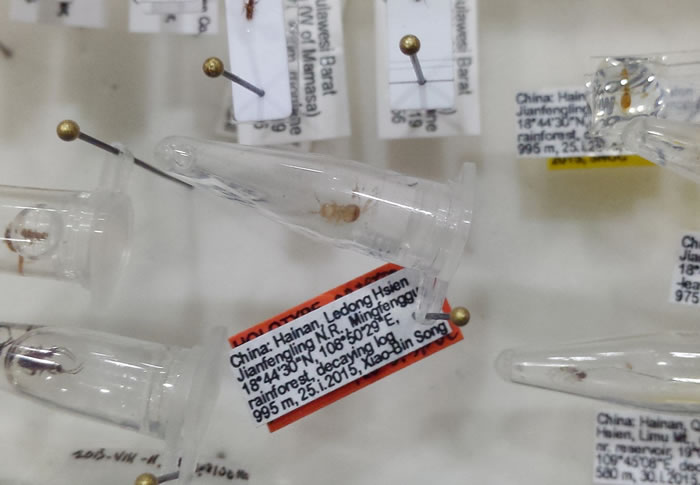 海南省雨林一块朽木中发现新品种缺翅目昆虫——海南缺翅虫