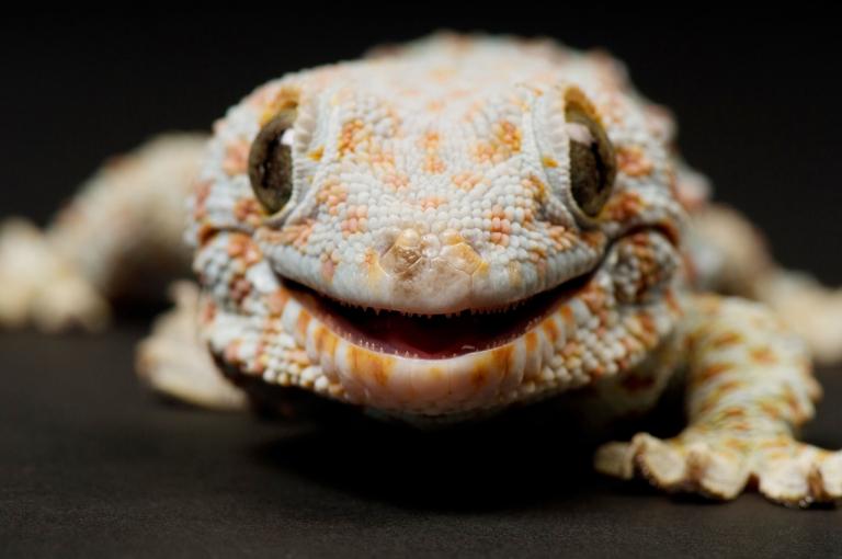在堪萨斯州曼哈坦市的日落动物园,一只大守宫正面入镜。 Photograph by Joel Sartore, National Geographic