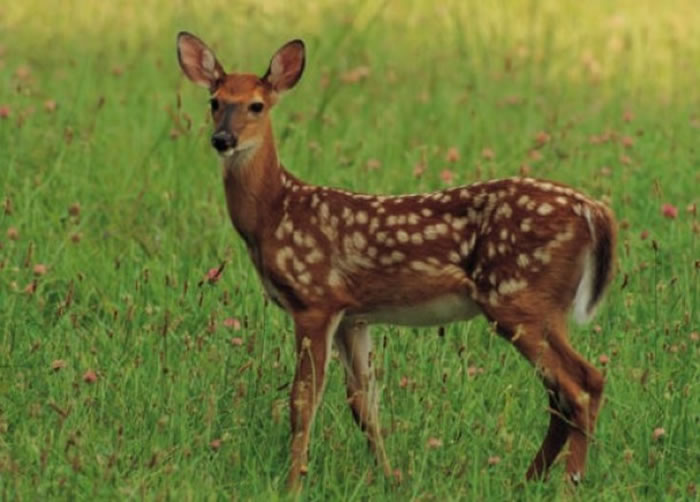 ŦԼһͷ¹˺еҽԺ֢ҡҽ