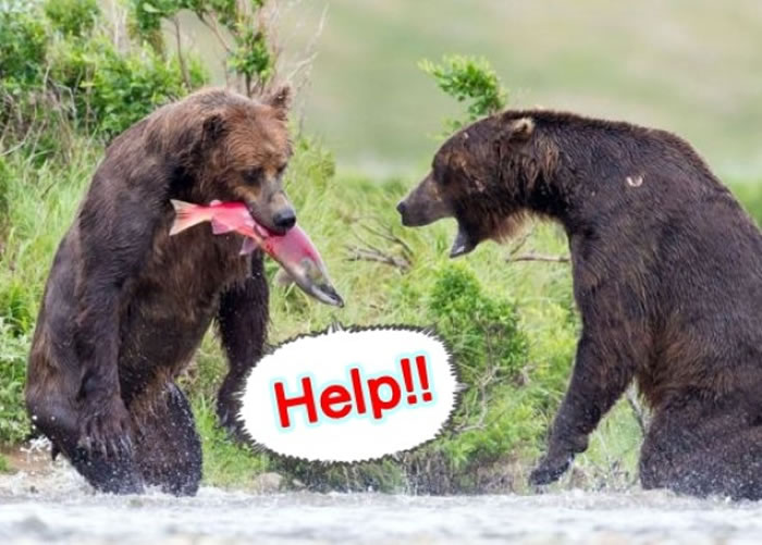 鱼儿透过释出化学物,从而召来其他猎食者,趁乱逃走。