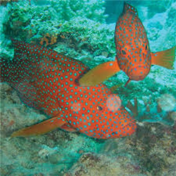 七星班等海鱼也会“呼救”技俩