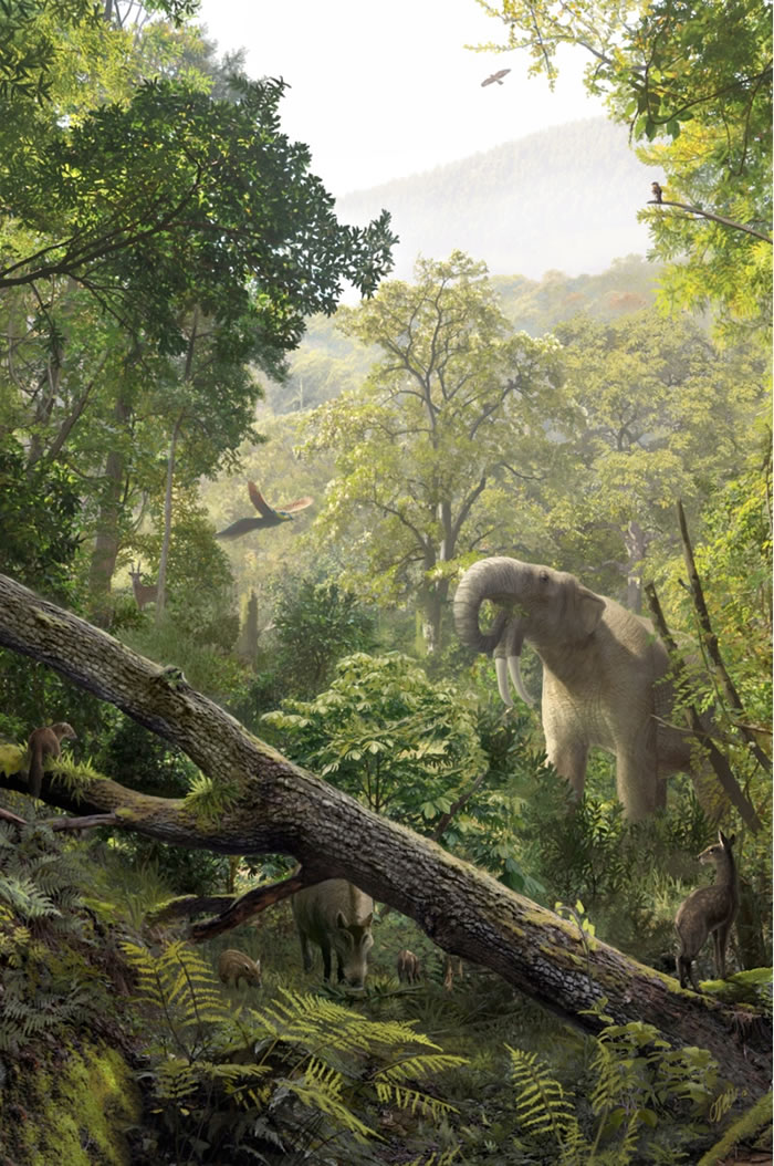 Pliobates catalonia��������ů����ʪ��ɭ����Ϣ��