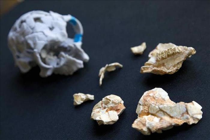 Pliobates cataloniaͷ�ǻ�ʯ