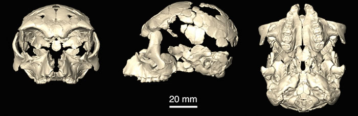 Pliobates cataloniaͷ���ؽ�
