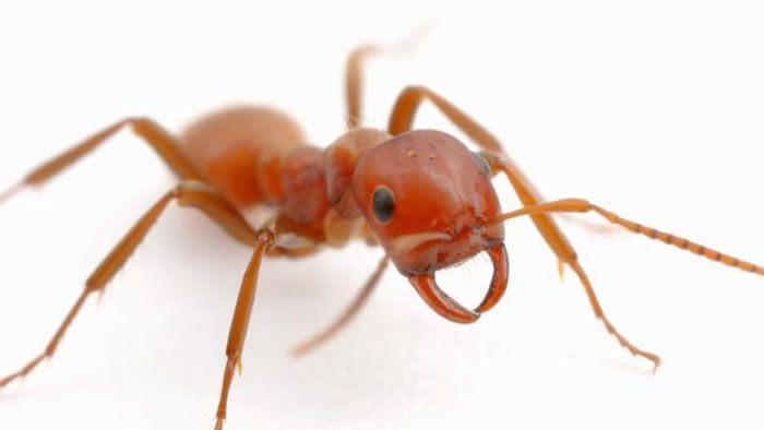 �������㲻Զ�ĵط�����Щ��������Ϊ�Լ������ɶ�ս�����Ǳ��ܡ�ū�������ϡ����ֺ���������ʹΪ���ǹ�����ͼΪһ�ֺ��ϣ��ֱ���Ϊ����ѷ�ϣ�ѧ��ΪPolyergus b