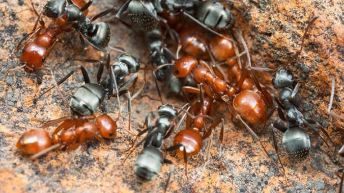 ��ū��һ�ּ�����ʽ��ū�����������ֳ�����ȫ�������������ر���������������Ⱥ����Ϊ������ū�����������������Ϲ�ϵ�ǳ����У����Ƿ����Ź�ͬ�Ļ�ѧ�źš�ͼΪPolye